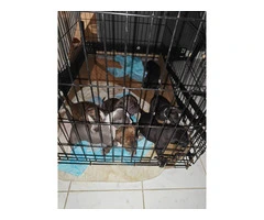 7 Pit bull puppies for sale - 2