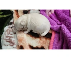 Cute little Pekingese baby boy puppy