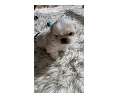 Cute little Pekingese baby boy puppy - 9