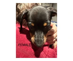 2 female and 1 male Chiweenie puppies