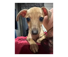 2 female and 1 male Chiweenie puppies - 2