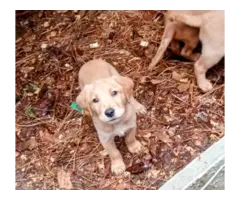 Beautiful Goldador puppies - 4