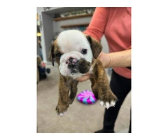 AKC Brindle English Bulldog pups for sale
