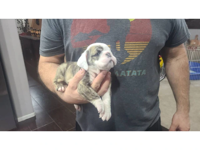 AKC Brindle English Bulldog pups for sale - 3/5