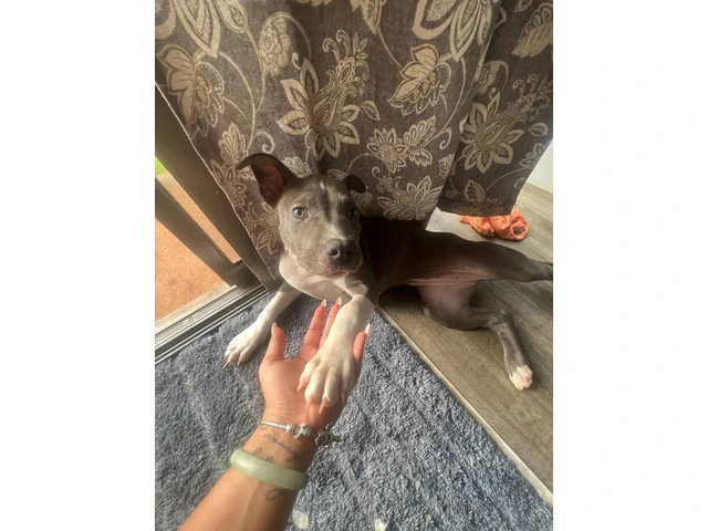 Female Pitbull Puppy in need of a new home - 1/6