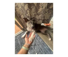 Female Pitbull Puppy in need of a new home