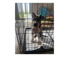 Female Pitbull Puppy in need of a new home - 2