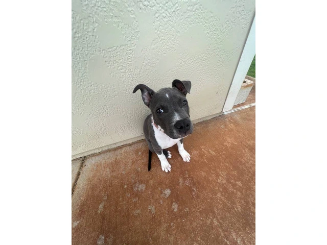 Female Pitbull Puppy in need of a new home - 3/6