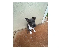 Female Pitbull Puppy in need of a new home - 3