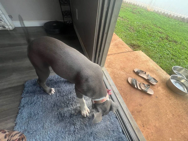 Female Pitbull Puppy in need of a new home - 4/6