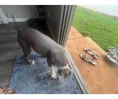 Female Pitbull Puppy in need of a new home - 4