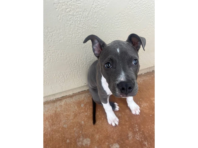 Female Pitbull Puppy in need of a new home - 6/6