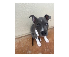Female Pitbull Puppy in need of a new home - 6