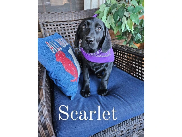 AKC Black Lab Puppies: Scarlet & Harper Await Forever Homes - 1/12