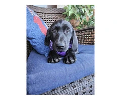 AKC Black Lab Puppies: Scarlet & Harper Await Forever Homes - 7