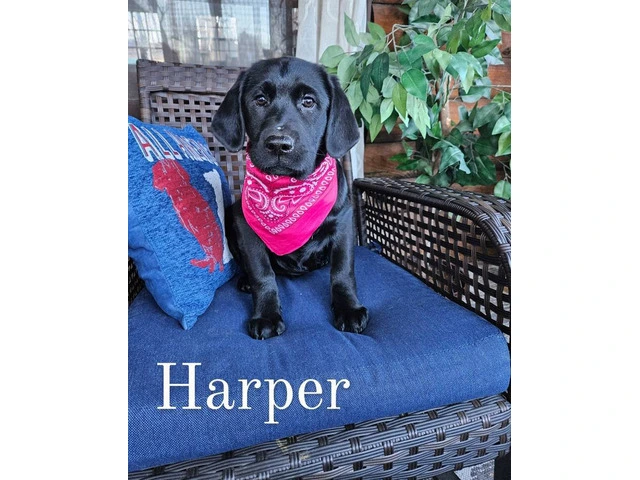 AKC Black Lab Puppies: Scarlet & Harper Await Forever Homes - 12/12