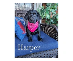 AKC Black Lab Puppies: Scarlet & Harper Await Forever Homes - 12