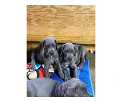 Blue European Great Dane puppies for sale