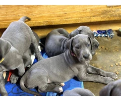 Blue European Great Dane puppies for sale - 2