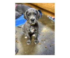 Blue European Great Dane puppies for sale - 3
