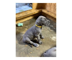 Blue European Great Dane puppies for sale - 4