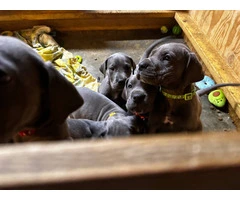 Blue European Great Dane puppies for sale - 5