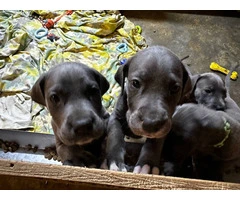 Blue European Great Dane puppies for sale - 6