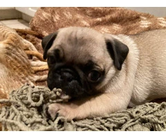 ACA registered Pug puppies for sale - 2