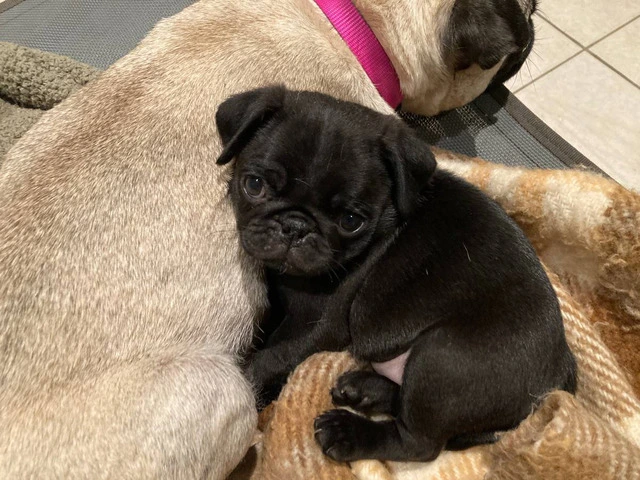 ACA registered Pug puppies for sale - 3/5