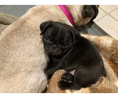 ACA registered Pug puppies for sale - 3