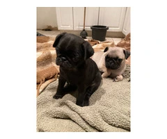 ACA registered Pug puppies for sale - 4