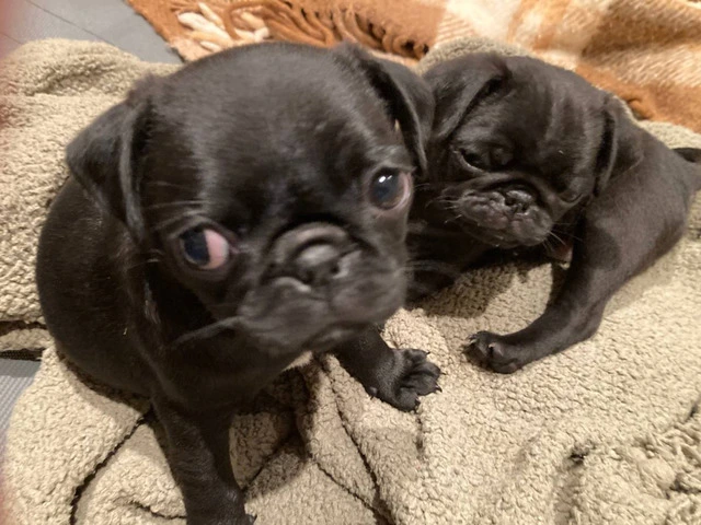 ACA registered Pug puppies for sale - 5/5