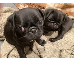ACA registered Pug puppies for sale - 5