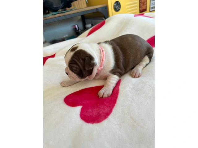 Boston puppies for sale - 1/12