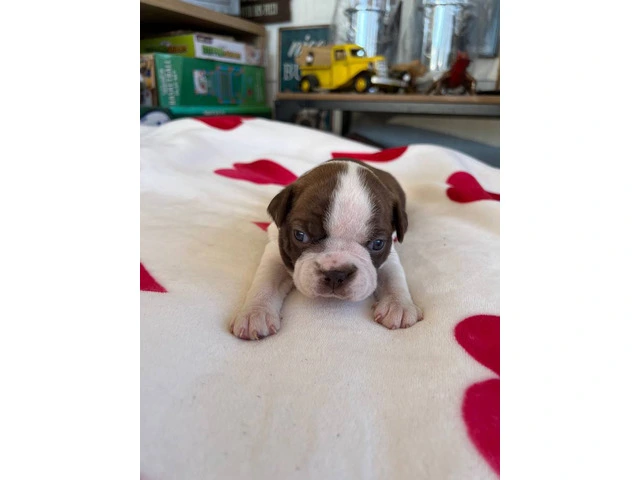 Boston puppies for sale - 3/12