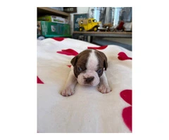 Boston puppies for sale - 3