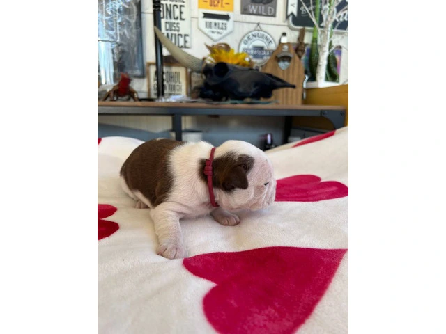 Boston puppies for sale - 4/12