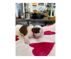 Boston puppies for sale - 4