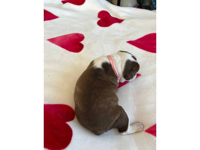 Boston puppies for sale - 8/12