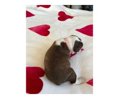 Boston puppies for sale - 8