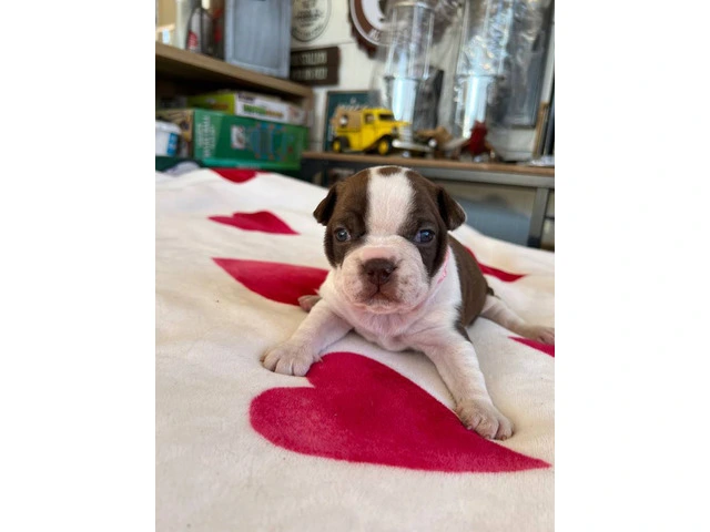 Boston puppies for sale - 9/12