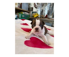 Boston puppies for sale - 9