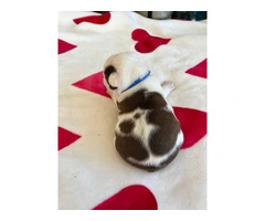 Boston puppies for sale - 10