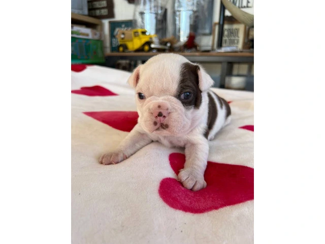 Boston puppies for sale - 12/12