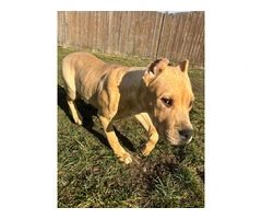 2 American Pitbull puppies for sale - 6