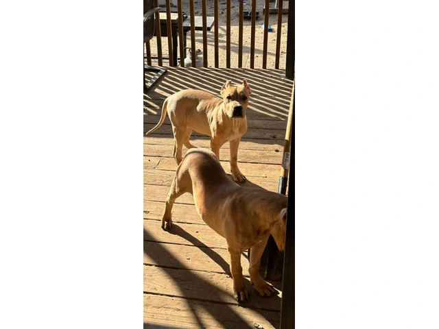 2 American Pitbull puppies for sale - 8/10