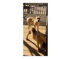 2 American Pitbull puppies for sale - 8