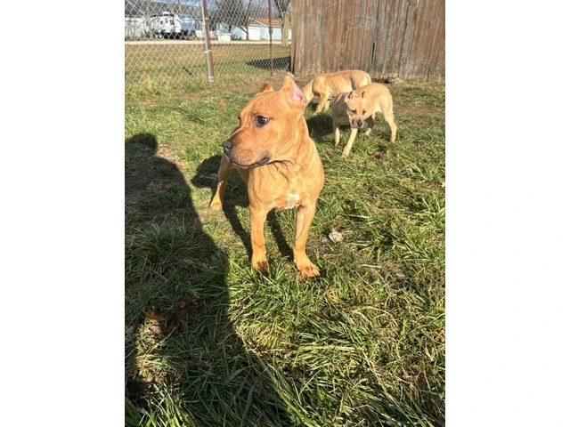 2 American Pitbull puppies for sale - 10/10