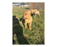 2 American Pitbull puppies for sale - 10
