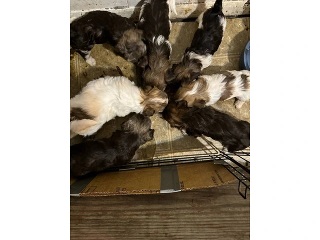 5 Havanese puppies ready by Valentine's day - 11/11